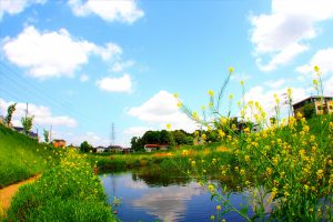 流山市の大堀川の自然豊かな風景